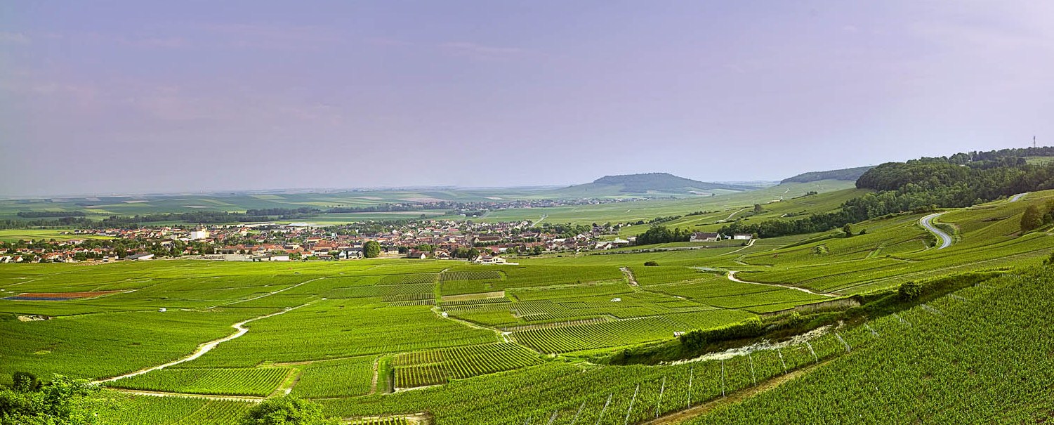 La Côte des Blancs