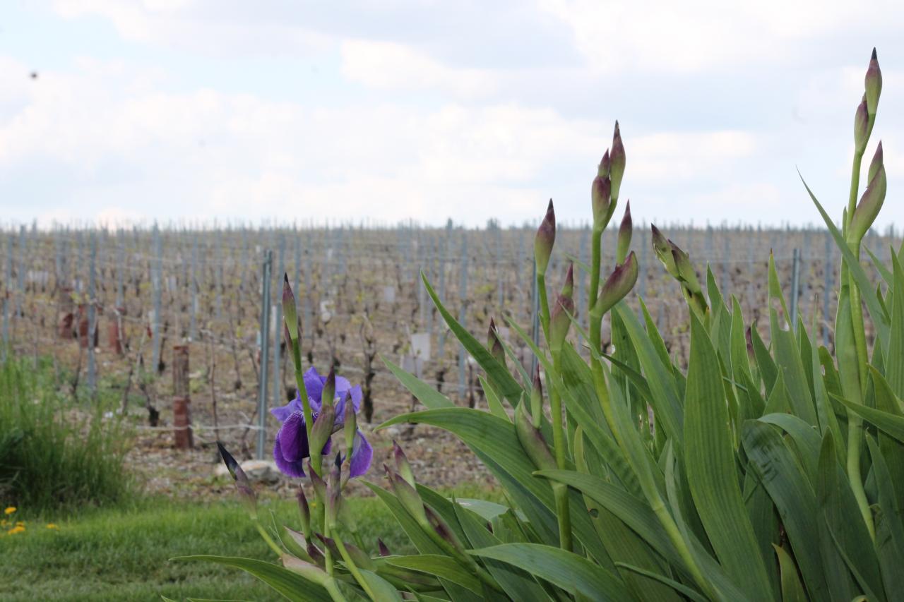 Les vignes (galipes)